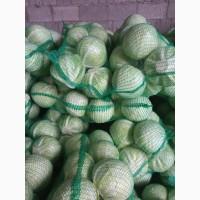 Продам капусту сорт Сторідор, Продікус