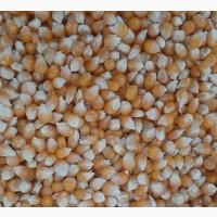 Зерно кукурудзи попкорн американських гібридів на продаж