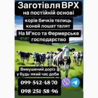 Куплю ВРХ корів, телиць, биків на Мʼясокомбінат м.Київа
