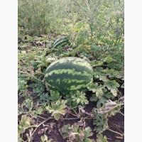 Продам кавун отптом