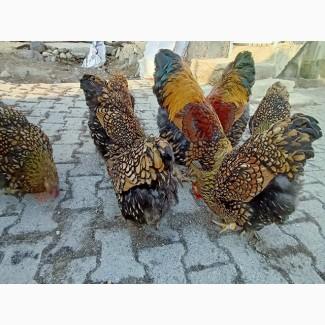 Інкубаційне яйце.(Курчата) ВІАНДОТ фарфоровий, смугастий, золото. Птиця