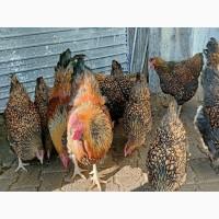 Інкубаційне яйце.(Курчата) ВІАНДОТ фарфоровий, смугастий, золото. Птиця