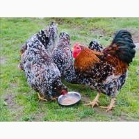 Інкубаційне яйце.(Курчата) ВІАНДОТ фарфоровий, смугастий, золото. Птиця