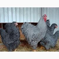 Інкубаційне яйце.(Курчата) ВІАНДОТ фарфоровий, смугастий, золото. Птиця