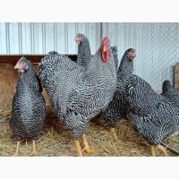 Інкубаційне яйце.(Курчата) ВІАНДОТ фарфоровий, смугастий, золото. Птиця