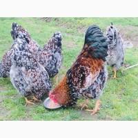 Інкубаційне яйце.(Курчата) ВІАНДОТ фарфоровий, смугастий, золото. Птиця