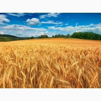 Купуємо зерновідходи, некондицію та побічні продукти