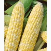 Продам оптом кукурузу Ракель Карамело