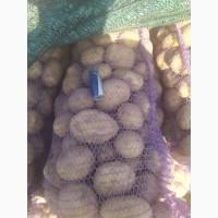 Картопля Канект