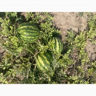 Продам кавун Продюсер дуже солодкий