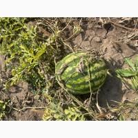 Продам кавун Продюсер дуже солодкий