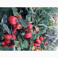 Продам помідор