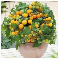 Томат кімнатний сорту Жовтий пінокіо(насіння)