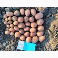 Продам насіннєву картоплю сорту Беллароза. 1, 2, 3 репродукції. Опт від 10 тонн