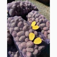 Продам насіннєву картоплю