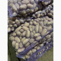 Продам товарну картоплю сорт Гранада, Саншайн