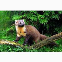 Сировина для чучел