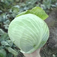 Капуста зимня