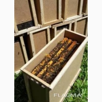 Продам бджолопакети