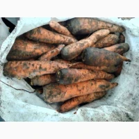 Продам моркву