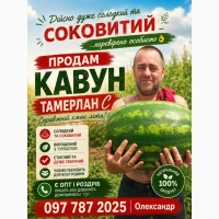 Продам кавун сорт Тамерлан