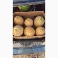 Продам дыню мазим
