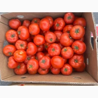 Продам помідор сорт 1504