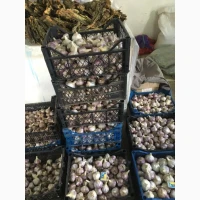 Продам часник сорту Любаша та Дюшес