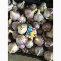 Продам часник сорту Любаша та Дюшес
