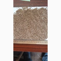 Продам кориандр 95 тн