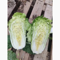 Продам пекінську капусту білкко