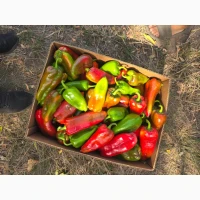 Перец сотр Ферарі