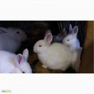 Продам молодняк новозеландский белый