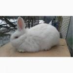 Продам молодняк новозеландский белый