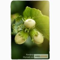 Фундук Косфорд