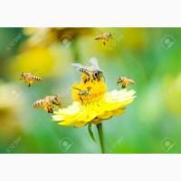 Куплю Мед бджолиний, Пилок та Прополіс