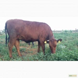 Продам тельную телку