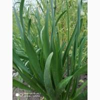 Многолетние луки- Слизун, Китайский, Джусай, Душистый, Поникающий, Шнитт и др