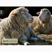 Продам овець, ягнят, баранів, вівцематок