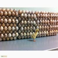 Инкубационные яйца перепела породы: Техасец и Фараон