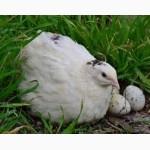 Инкубационные яйца перепела породы: Техасец и Фараон