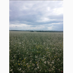 Продам семена гречихи Арно ( ARNO), первая репродукция