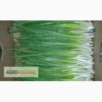 Продам зеленый лук. Экологически чистый, без химии. Длина пера 40-45 см