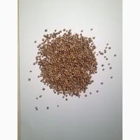 Продам семена кориандра (целый, половинка)