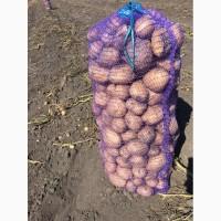 Картофель от Производителя