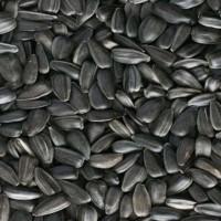Переработаем ваш подсолнух на подсолнечное масло и макуху