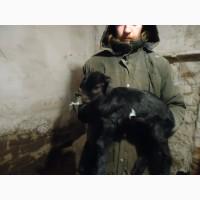 Продам красивых козликов нуболаманчей
