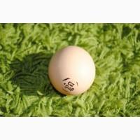 Кобб 500, купити інкубаційні яйця бройлера