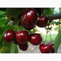 Продам Черешню Саміт