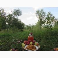 Сок яблочный домашний с горного сада Карпат